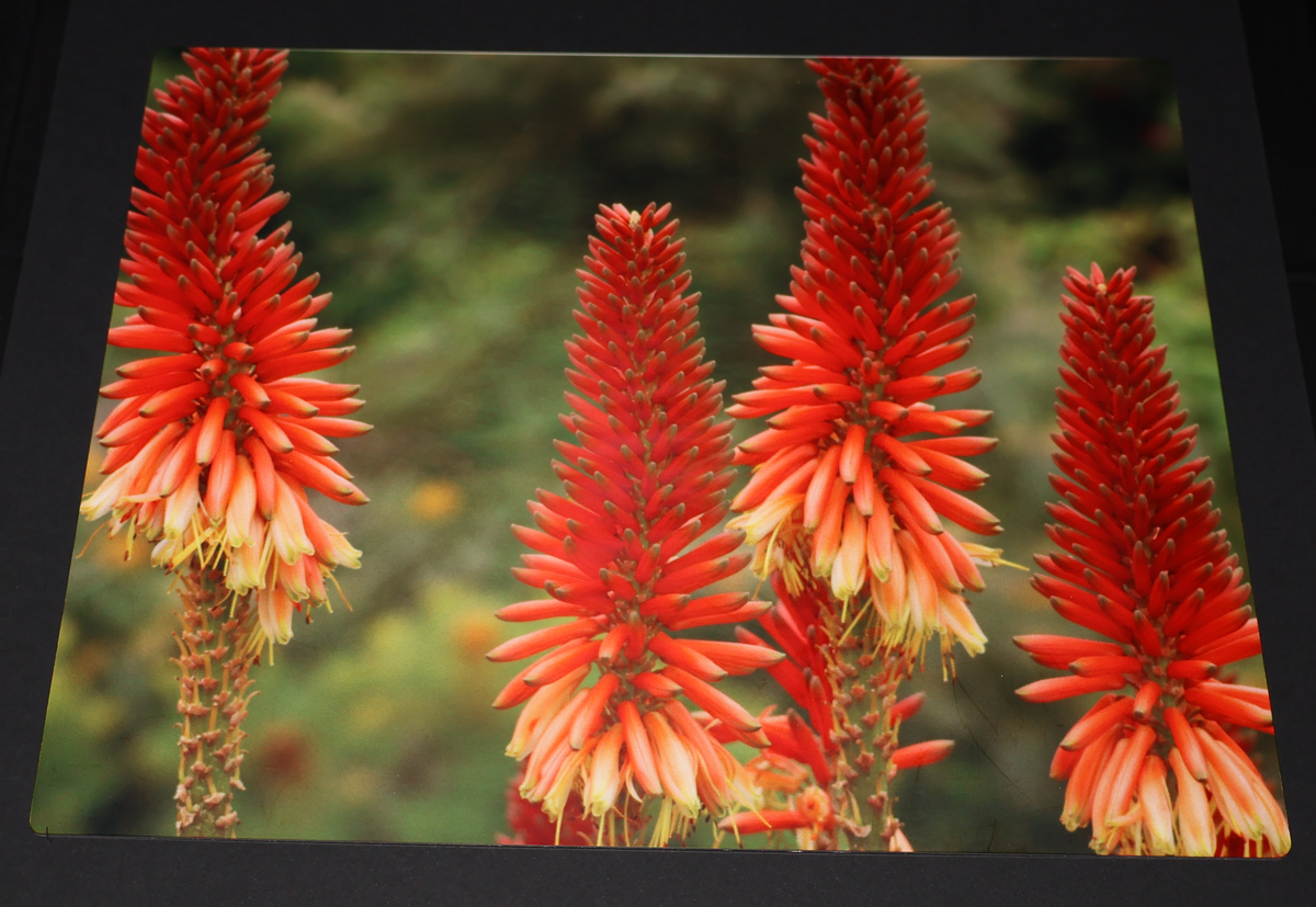 Metal Art Print in Matte Red Flowers